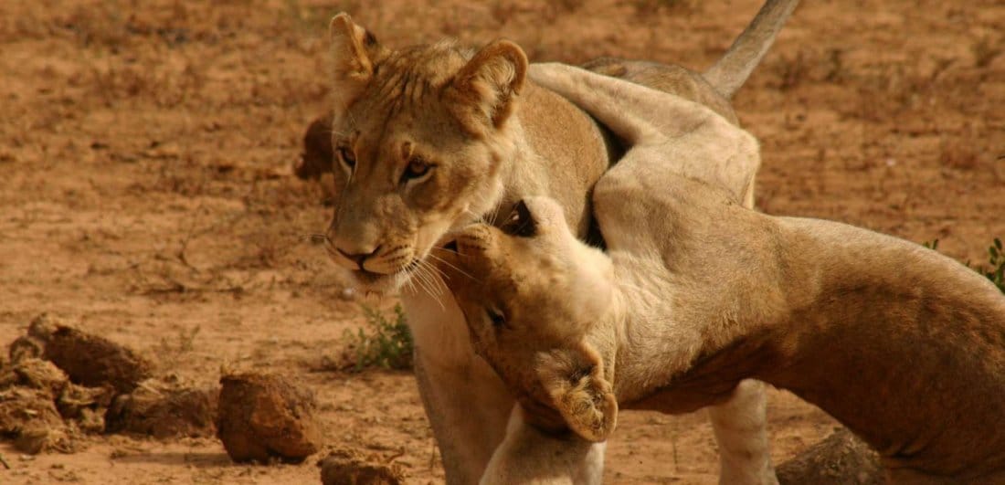 A short guide to Addo Elephant National Park