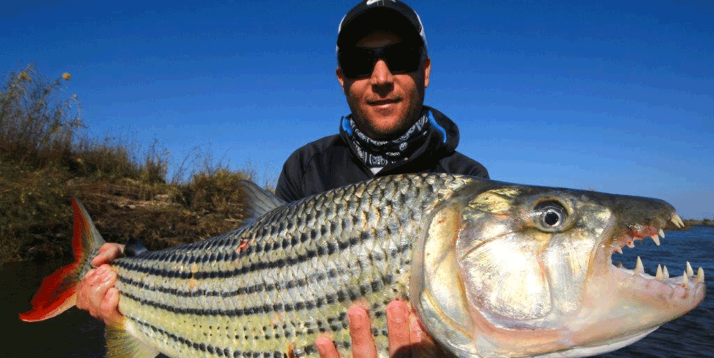 Tiger fishing is a favorite pastime in Botswana