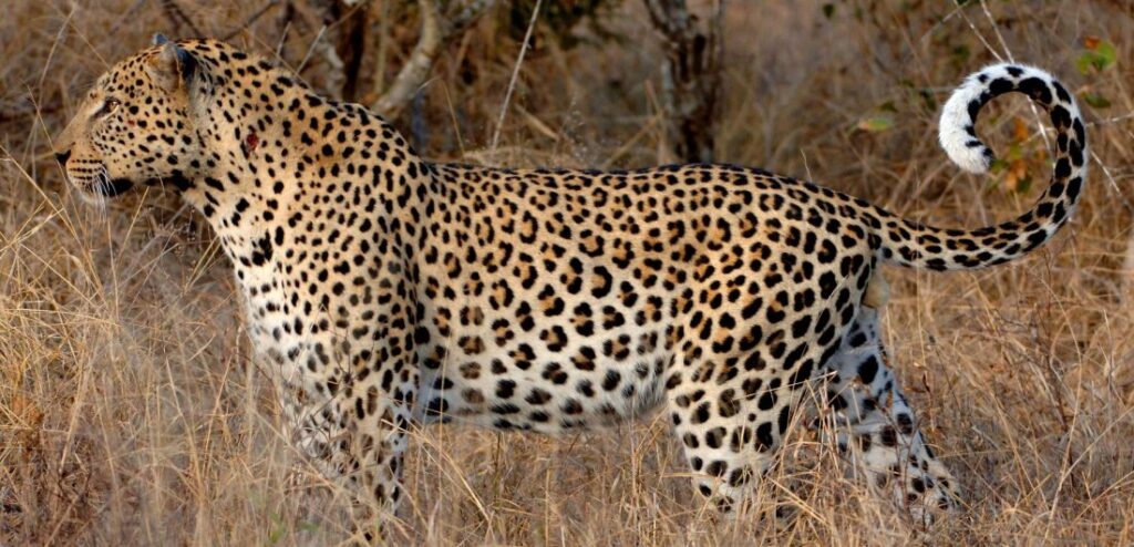 Leopard in Botswana.