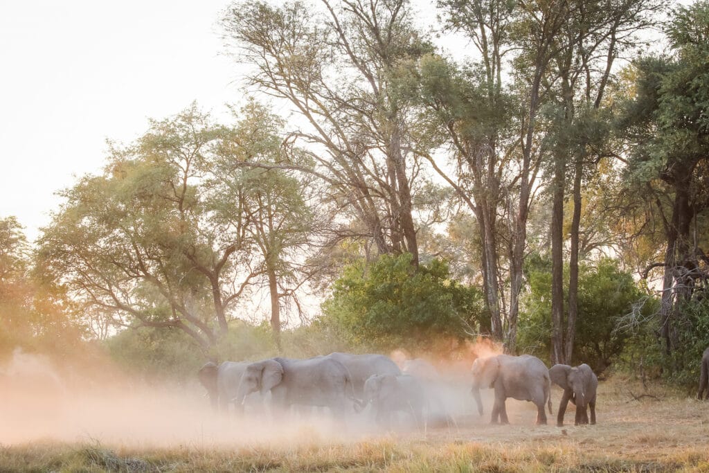 botswana safari cost per person