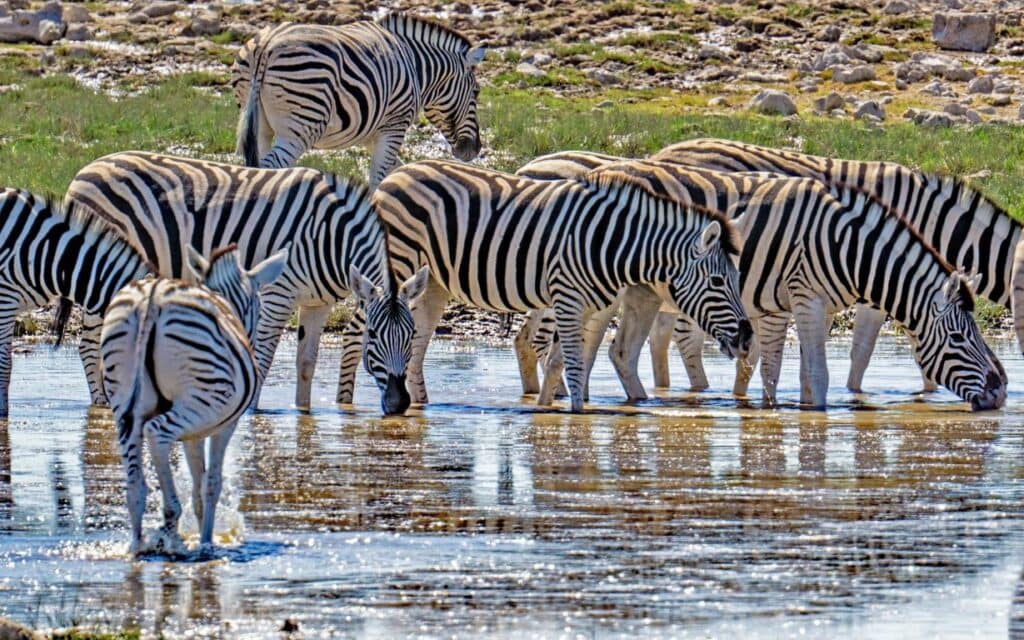 Zebras drinking water in Etosha National Park | Photo: Jürgen_Bierlein via pixabay