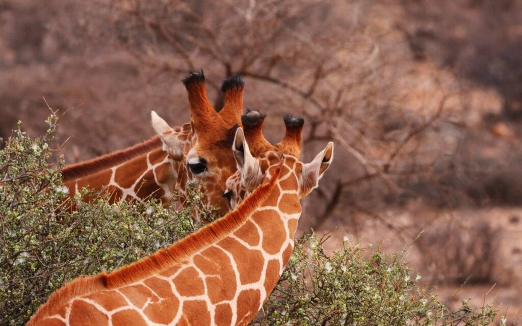 Giraffes in Samburu National Park, Kenya | Photo: MonikaP via pixabay