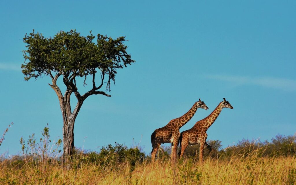 Giraffes in Tanzania | Photo: vasukibelavadi via pixabay