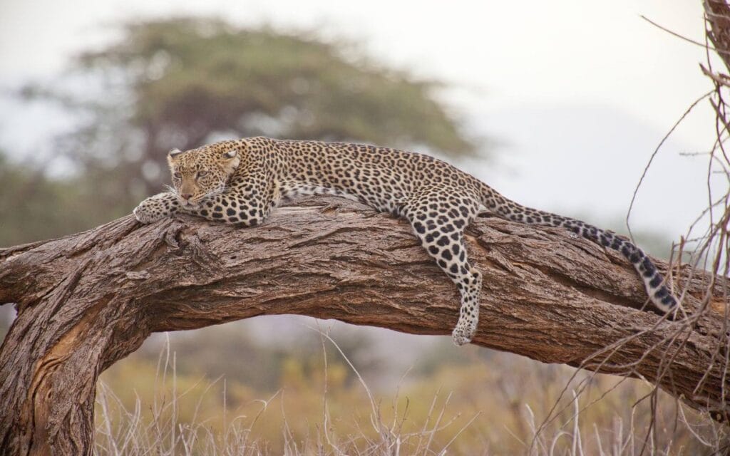 Leopard resting on a tree trunk, Kenya | Photo: ejakob via pixabay