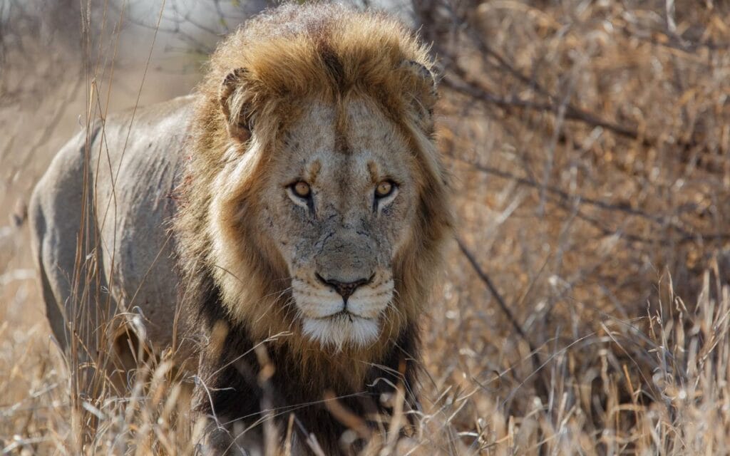 Lion in the Kruger National Park, South Africa | Photo: Henk Bogaard via Getty