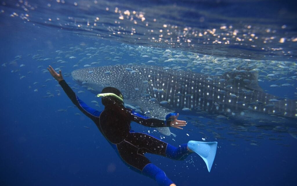 Snorkeling with Whale Sharks | Photo: Getty