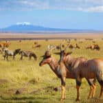 Antelopes and zebras in Kenya