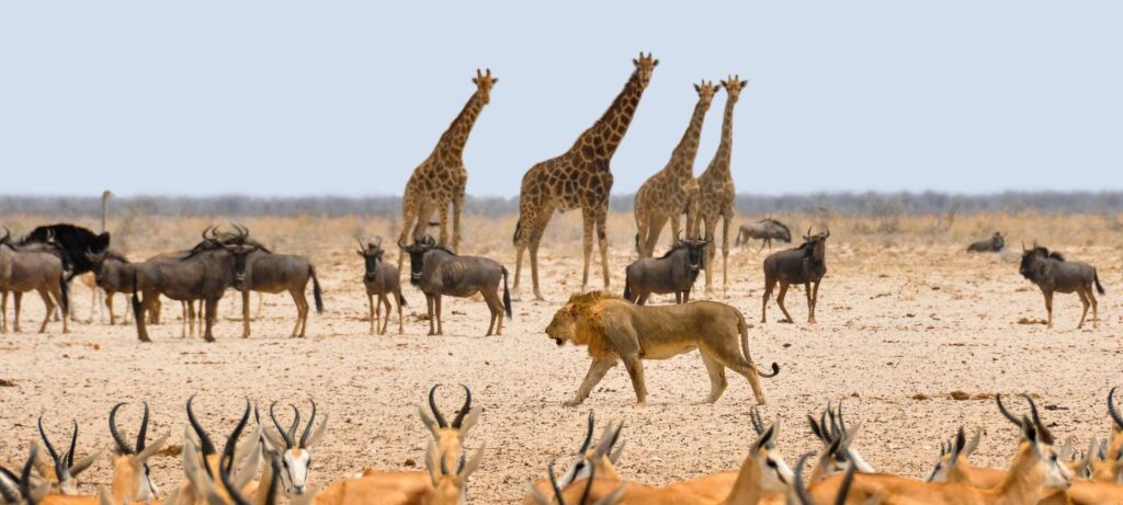 Lion walking amongst potential prey in Etosha National Park, Namibia.