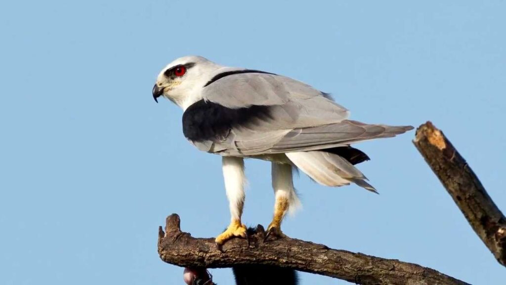 Black winged kite in Kenya.