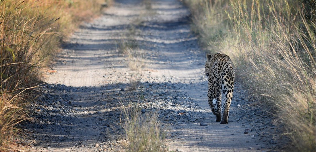 Four reasons why you need to visit Manyeleti Game Reserve