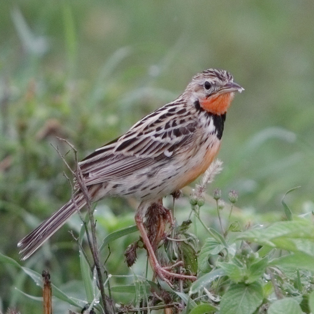 Rosy breasted longclaw I Credit: Sergei Golyshev