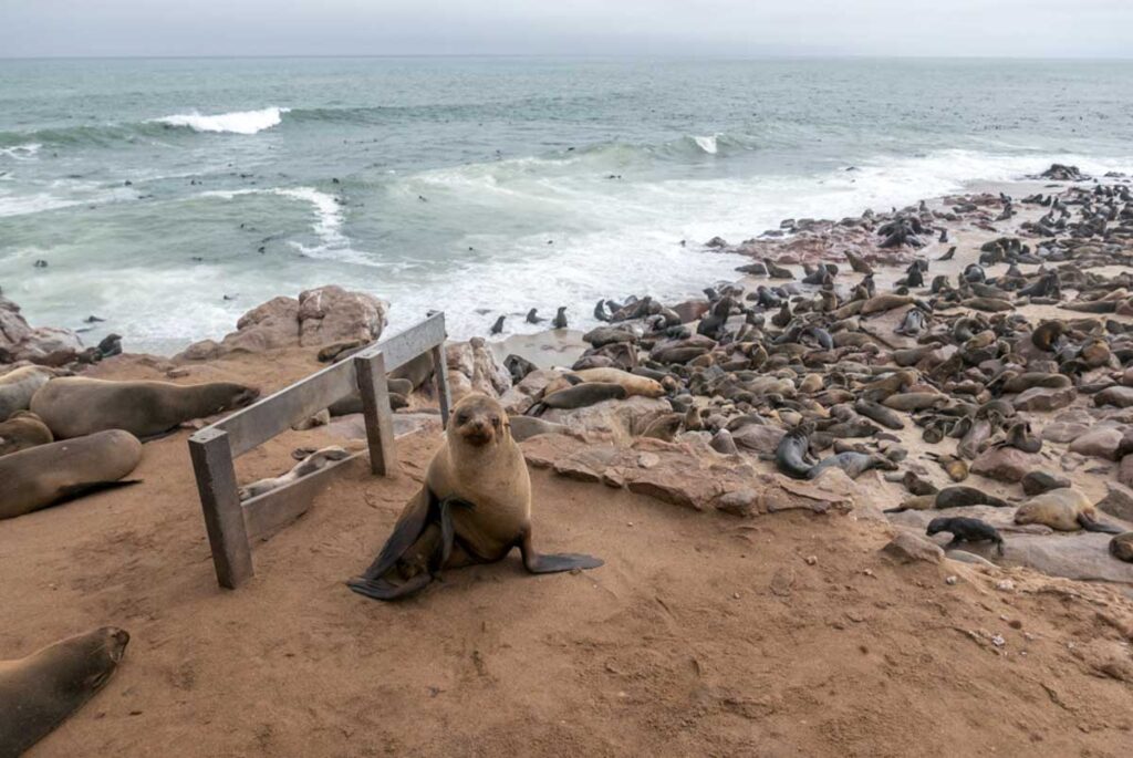 Cape fur seals skeleton coast