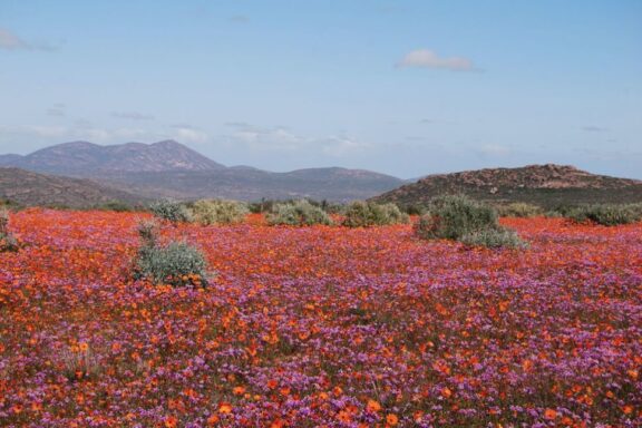 Why do People Come Back to Namibia? | Discover Africa Safaris