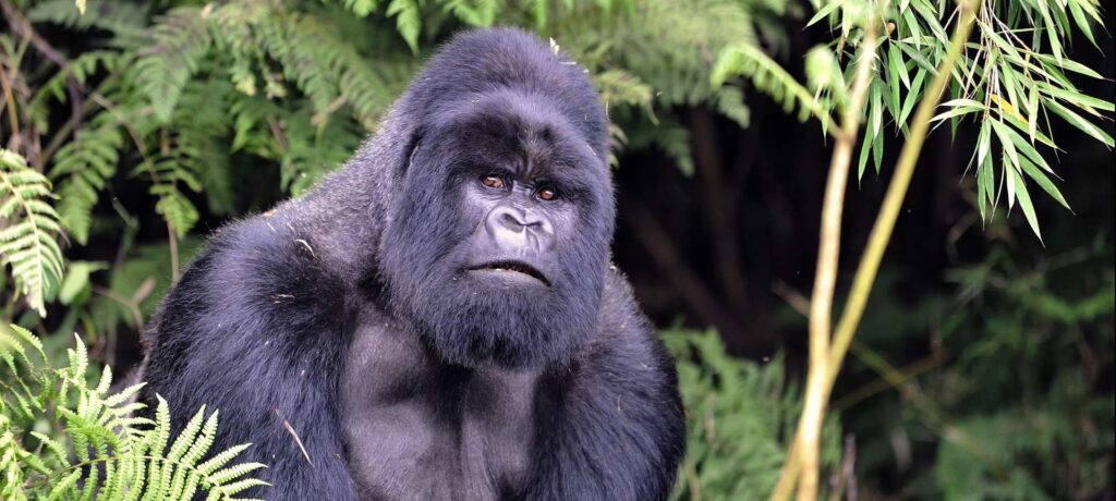 Mountain gorilla in Rwanda.