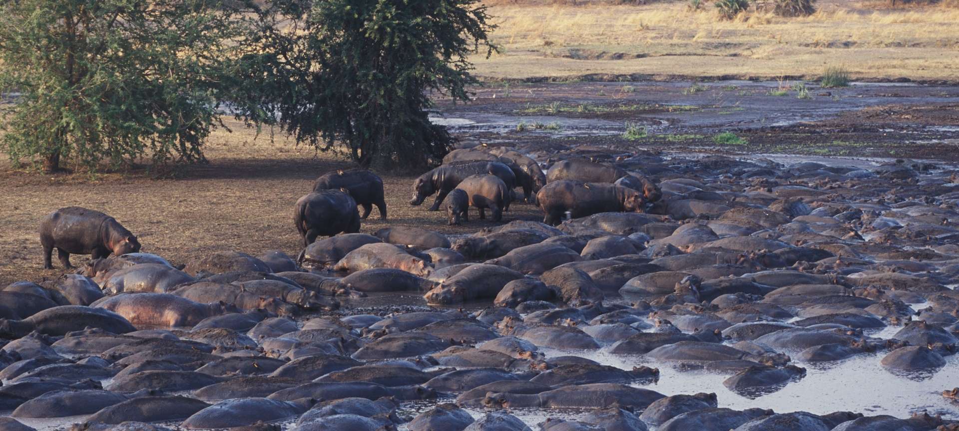 Katavi National Park is one of Tanzania's most underrated