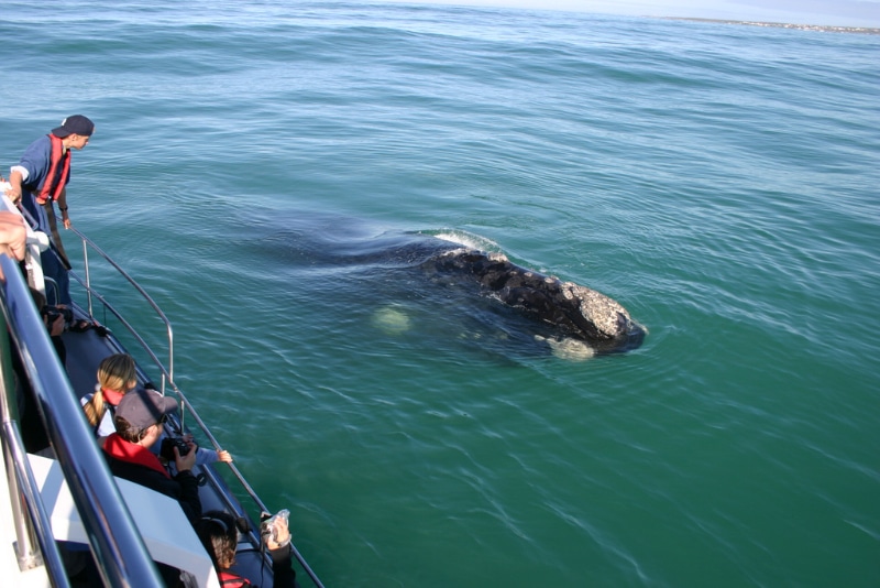 Your South Africa whale-watching guide 2018