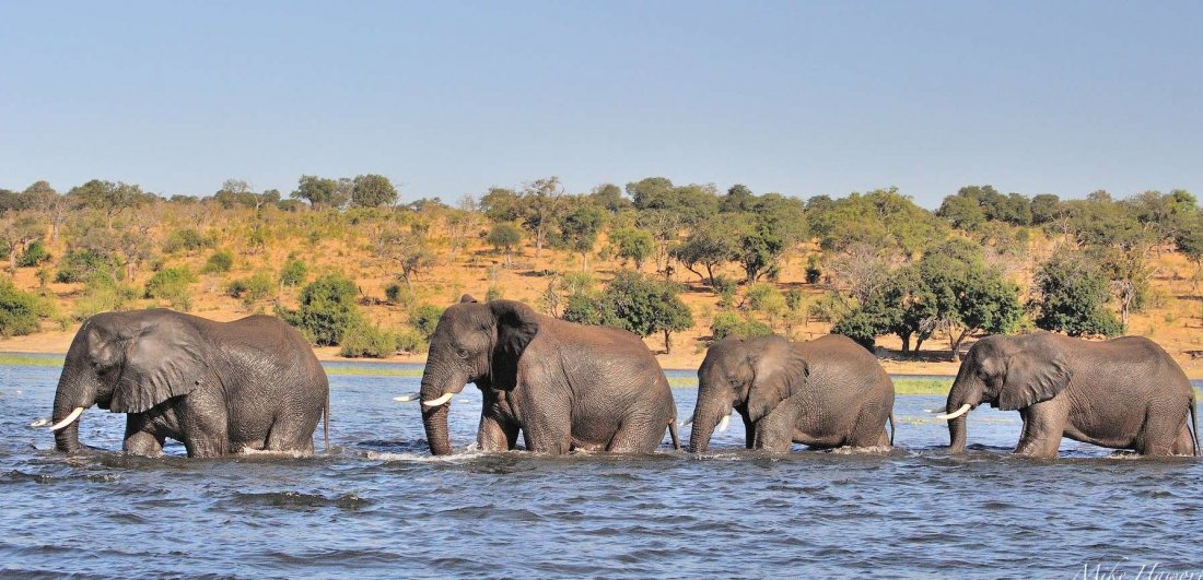 A herd of elephants wade through a river in Botswana.