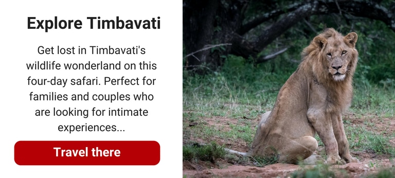 Three of the best family-friendly safari lodges in Timbavati