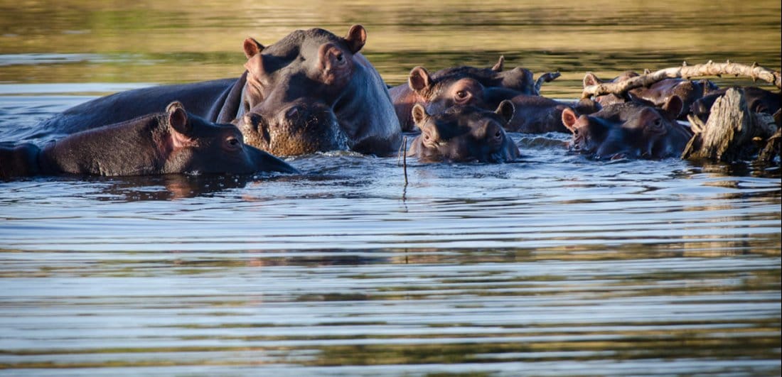 Three of the best family-friendly safari lodges in Timbavati