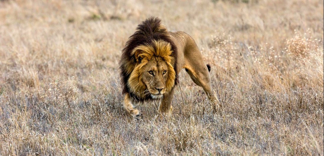 Lion in Botswana.