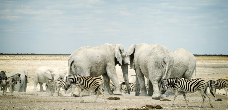 things to do in namibia etosha national park wildlife