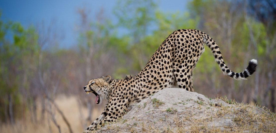 zimbabwe-wildlife-safari