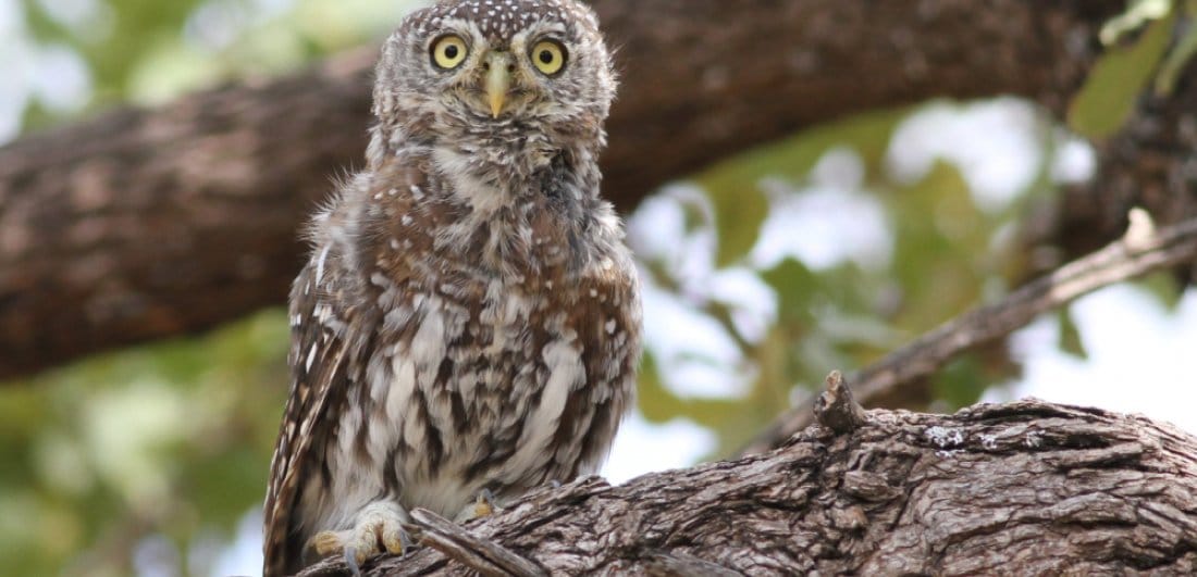 zimbabwe-birding-safari