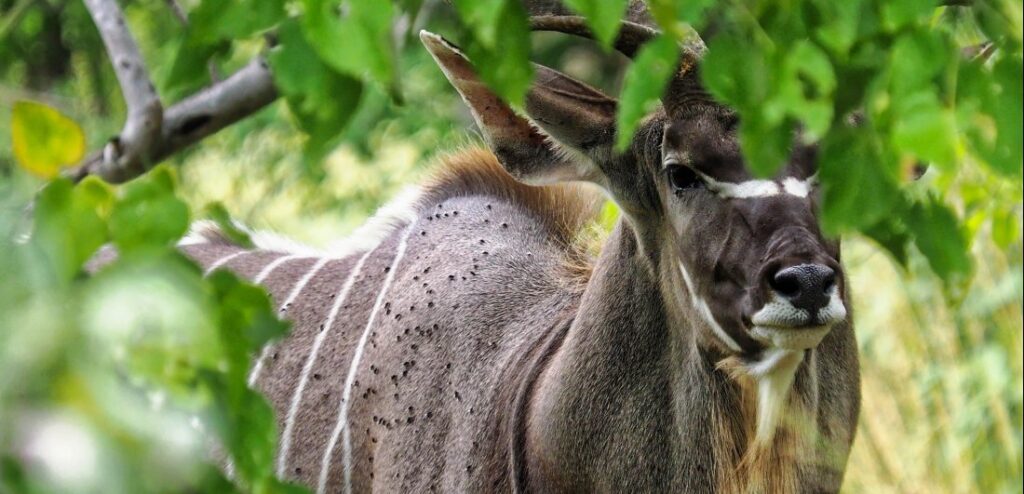 Kudu in Botswana.