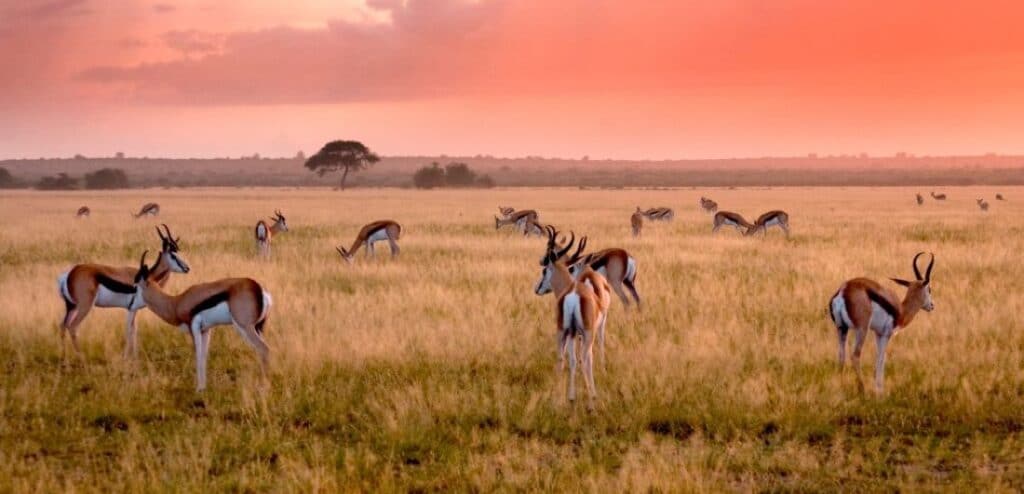 Springboks on the grasslands of Central Kalahari Game Reserve in Botswana.