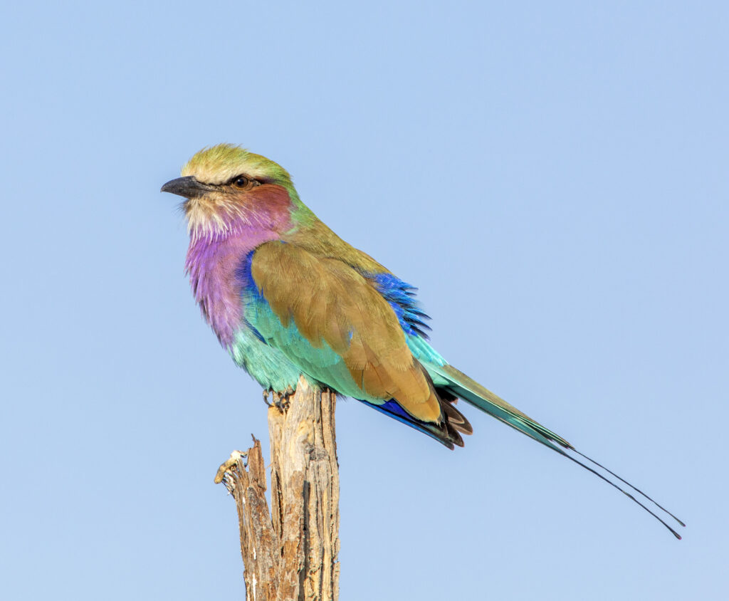 Lilac-breasted roller in the Okavango Delta, Botswana.