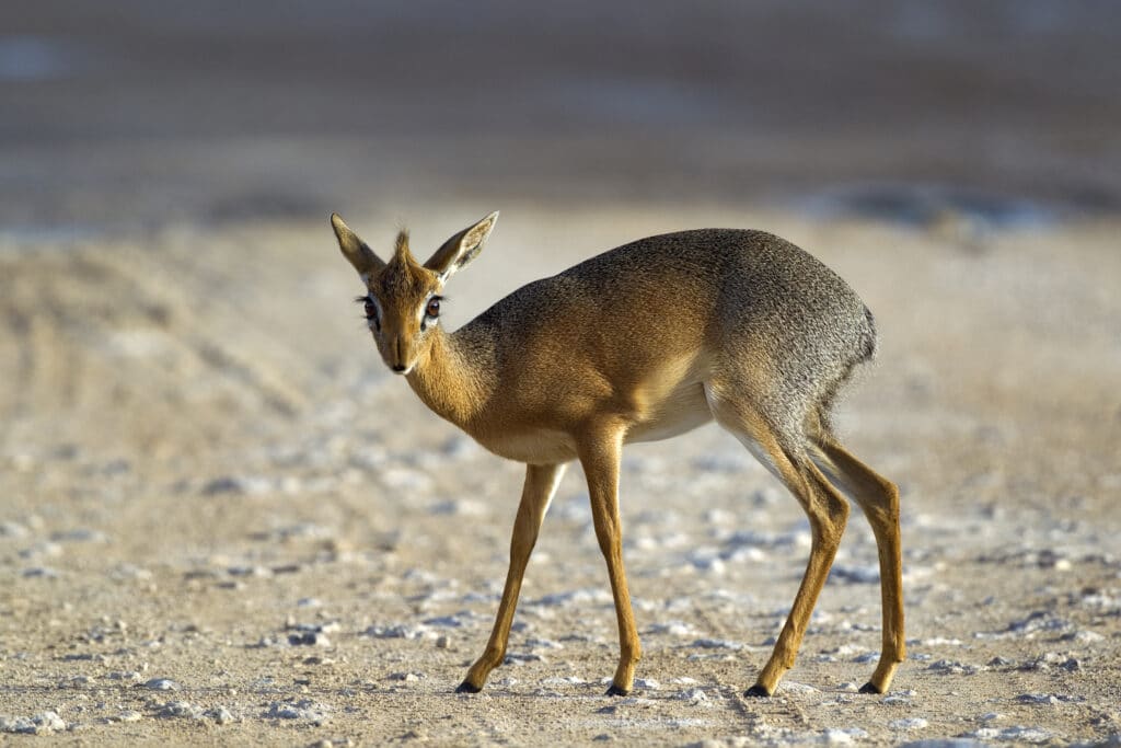 The very rare diminutive Zanzibar Suni I Credit: Wikipedia