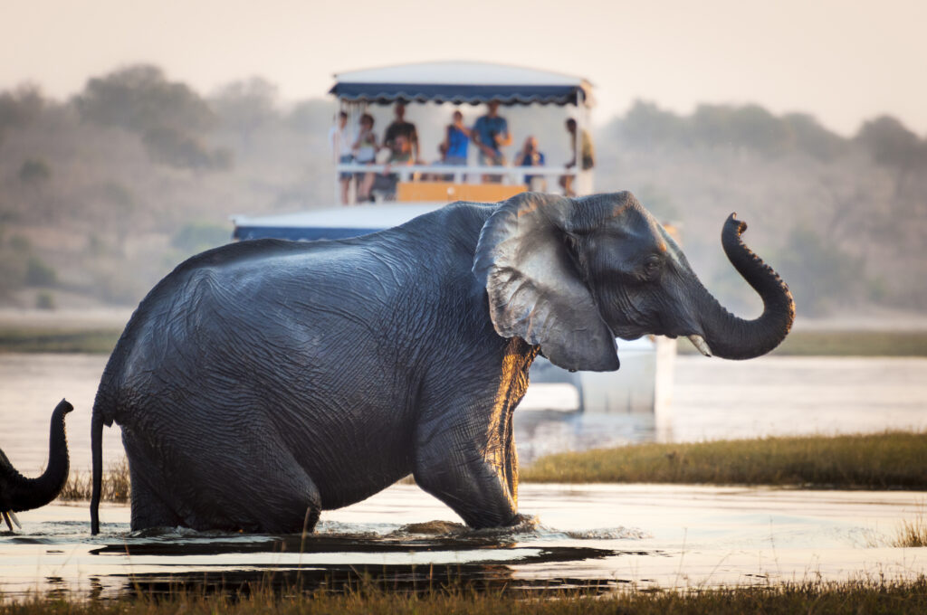 Elephant cooling off in the Chobe River, Botswana.