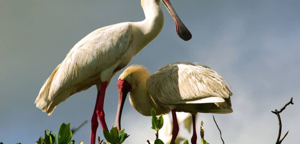 Beautiful and bizarre birds of Uganda