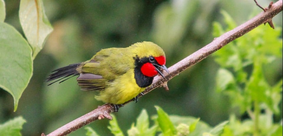 Beautiful and bizarre birds of Uganda