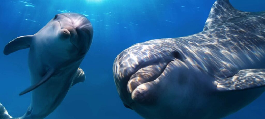 Dolphins in the waters of Zanzibar.