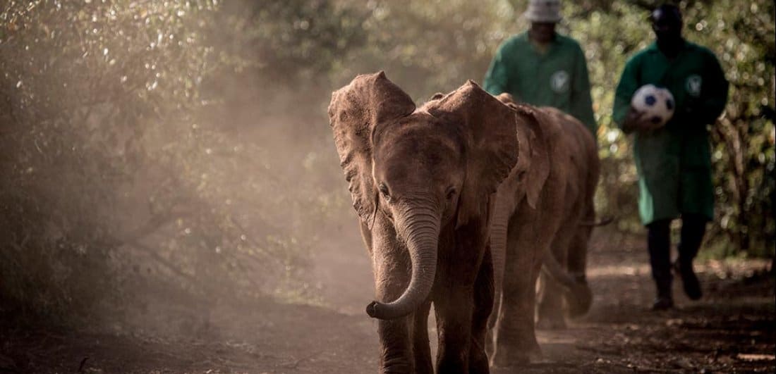 dswt conservation kenya safari elephants