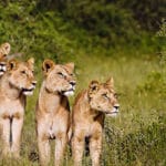 Lions on Chief's Island, Botswana.