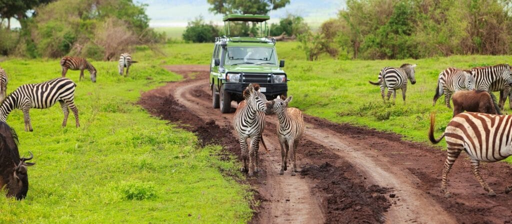 Our most frequently asked questions about the Serengeti calving season