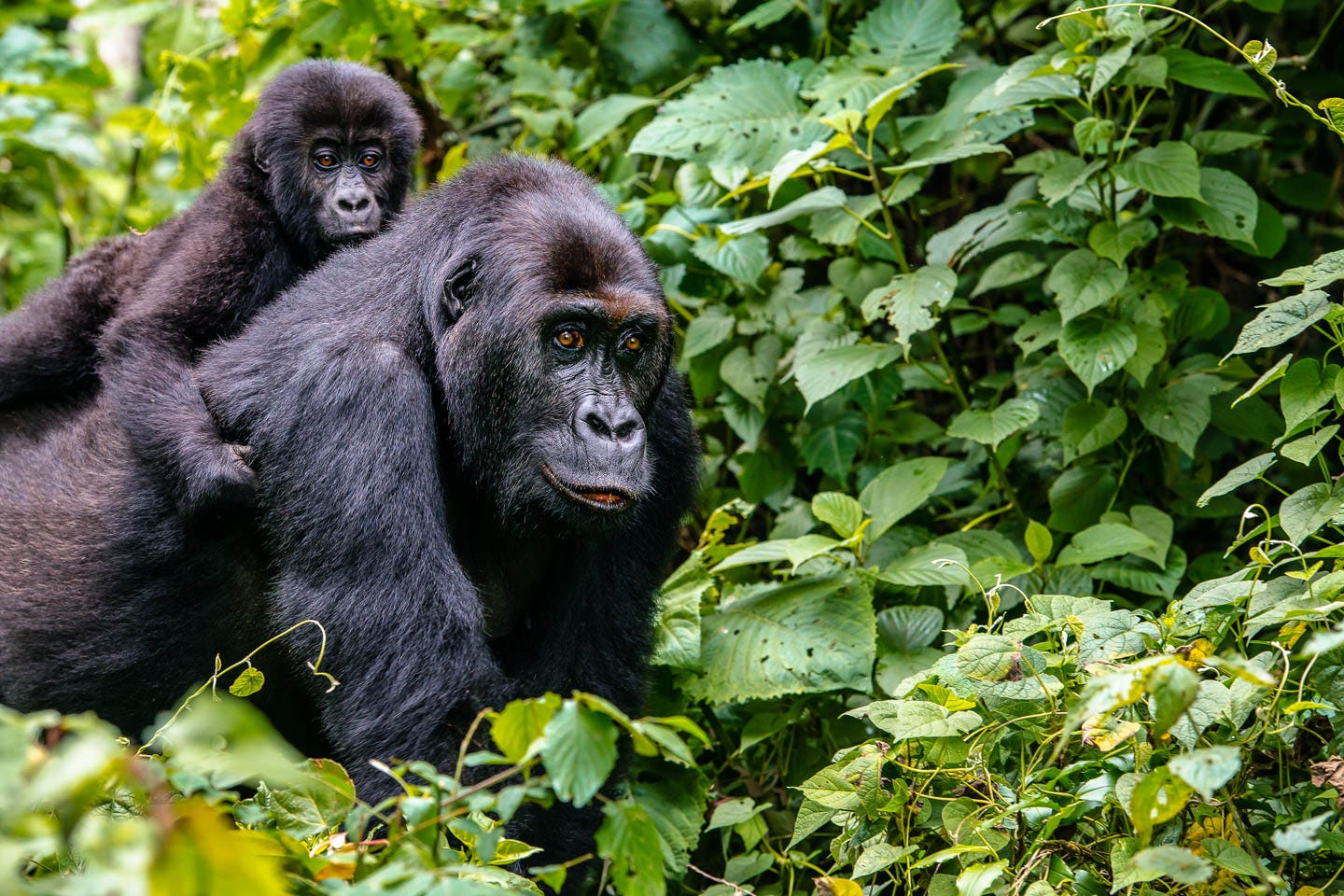 Is it easier to see gorillas in Uganda or Rwanda?