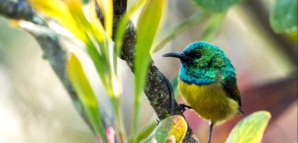 Collared sunbird in the Kruger National Park.