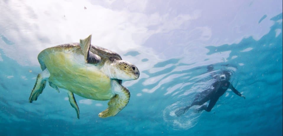 Turlte swimming in the Two Mile Reef of the Bazaruto Archipelago, Mozambique.