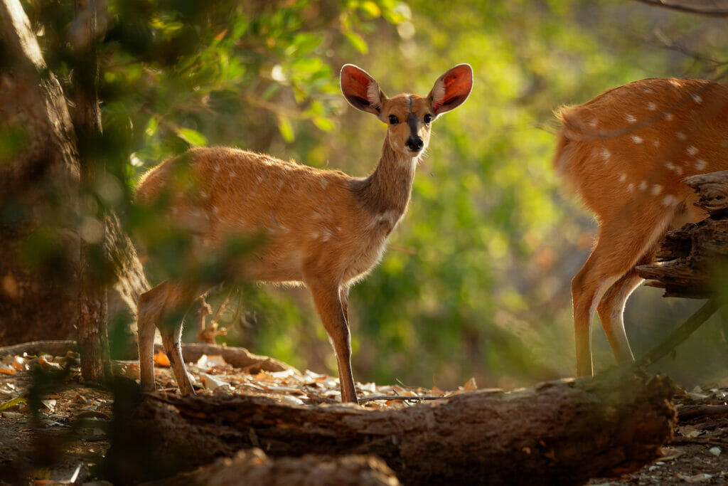 Bushbuck moving through a forest.