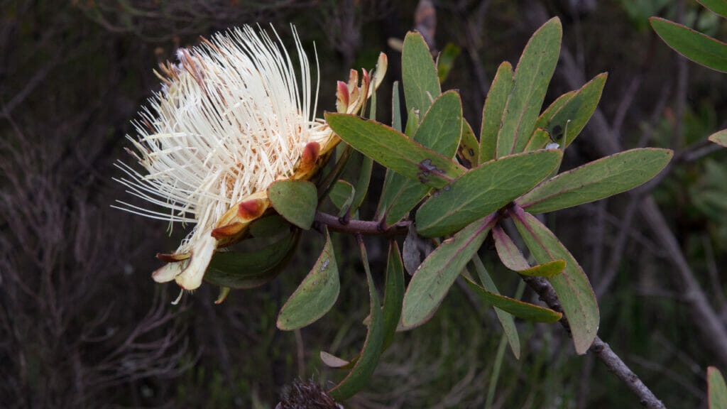 Protea kilimandscharica.