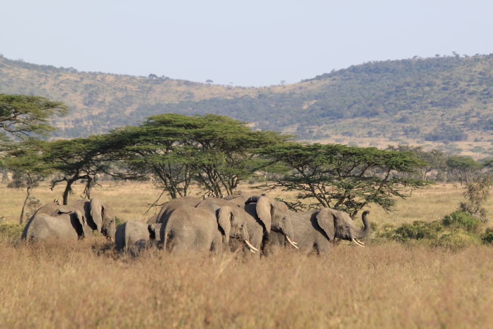 elephants in the serengeti