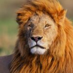 Lion in Masai Mara, Kenya.