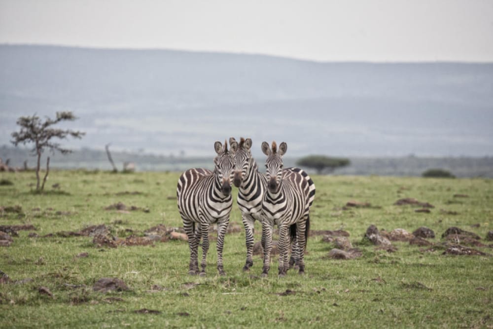 masai mara wildlife zebra