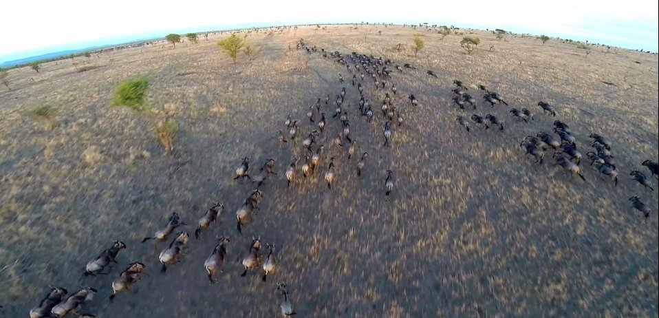 drone footage great migration