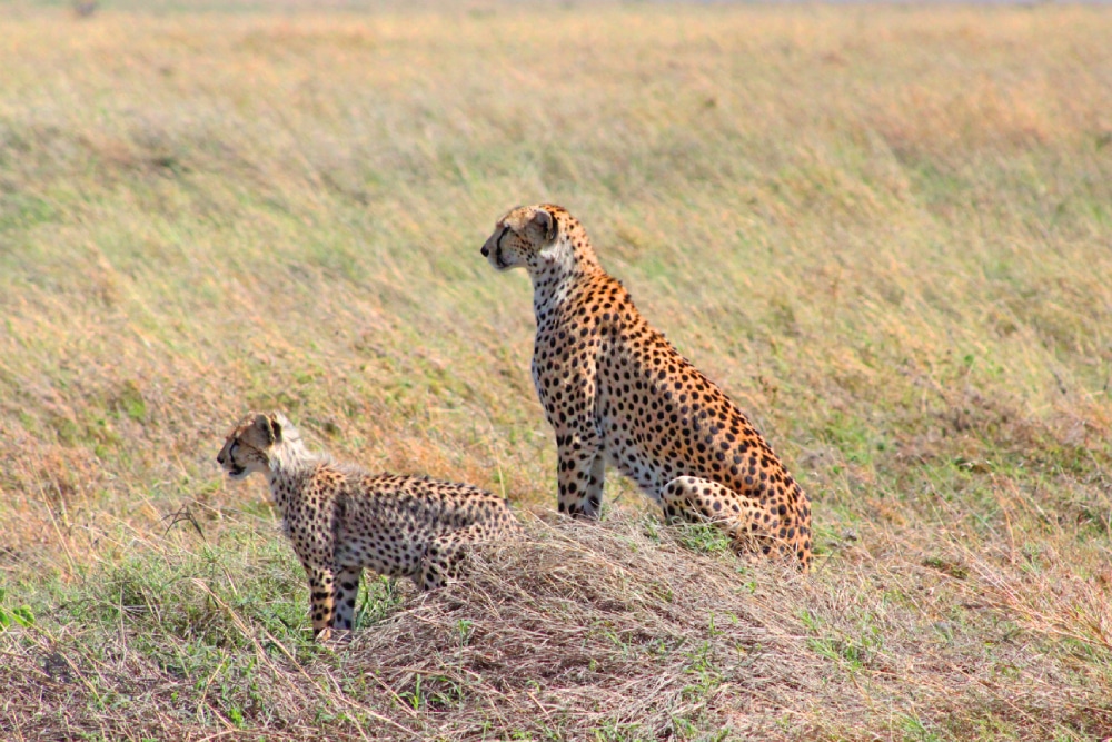 cheetah pair wildlfie ngorongoro crater tanzania safari