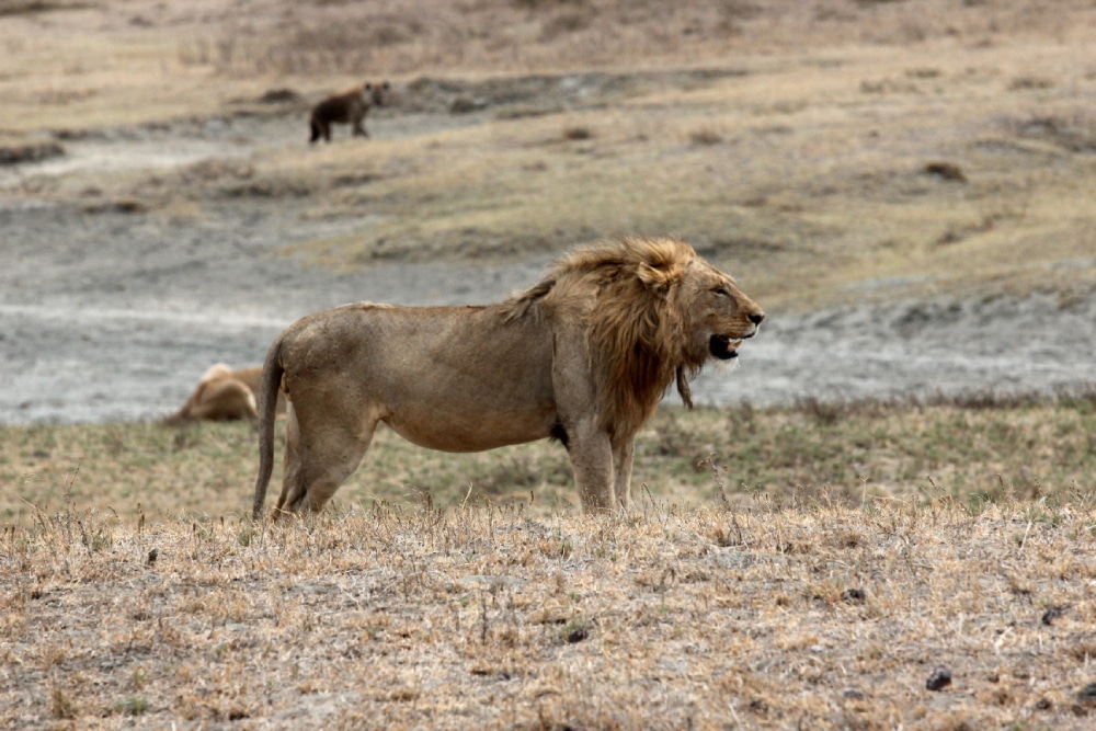 lion wildlife ngorongoro crater tanzania safari