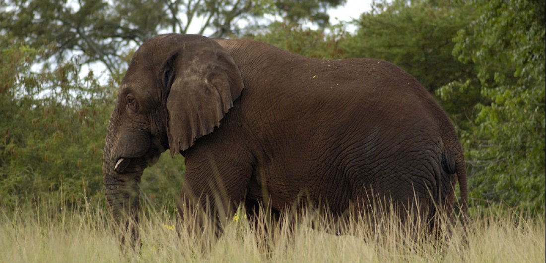 rwanda safari elephant akagera national park